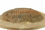 Large, Inflated Asaphid Trilobite - Taouz, Morocco #271303-3